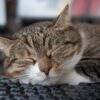 Close-up of a cat sleeping on a computer keyboard